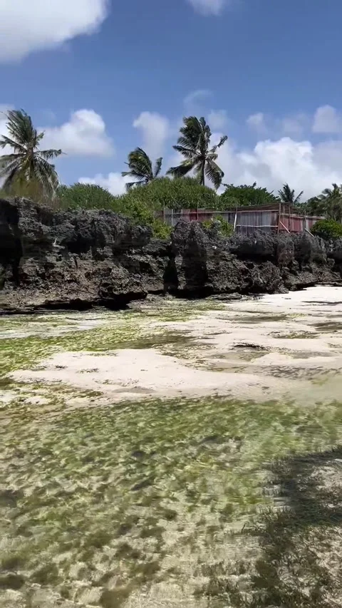 Low tide coral cliffs ocean green algae beach Matemwe Zanzibar HD vertical Vidéo 342148217