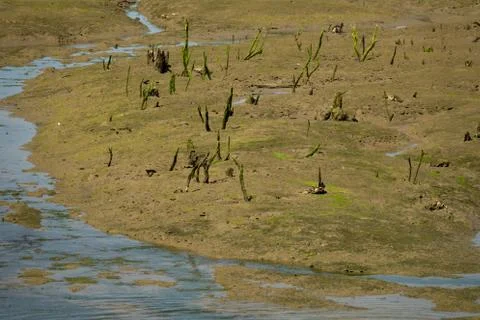 Low tide with dead trunks in the mud Foto stock