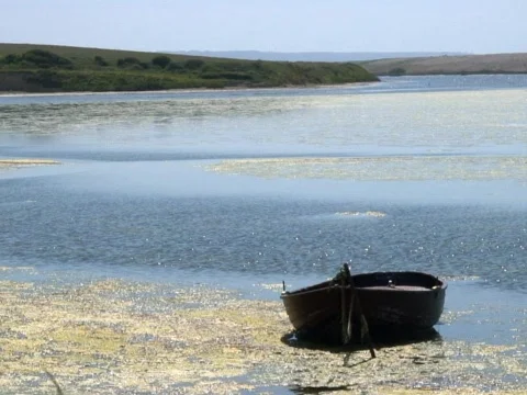 Low Tide Video stock 490089