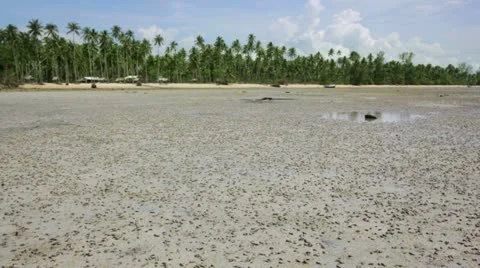 Low tide Stock Footage