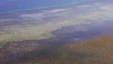 Low Tide Foragers and Wading Birds at Bankao-Bankao Palawan Stockbeeldmateriaal 332693311