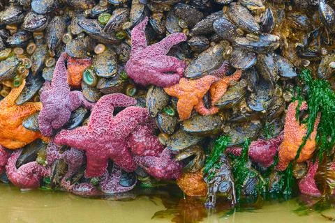 Low tide at Haystack Rock at Cannon Beach. Rocks covered with mussels, ochr.. Stock Photos