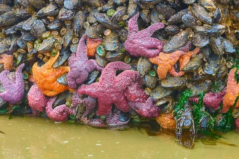Low tide at Haystack Rock, Rocks covered with mussels, ochre sea stars, bar.. Stock Photos