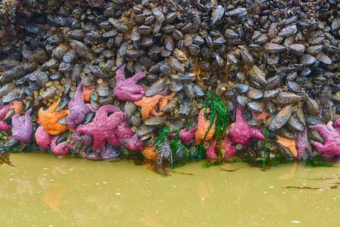 Low tide at Haystack Rock, Rocks covered with mussels, ochre sea stars, bar.. Stock Photos