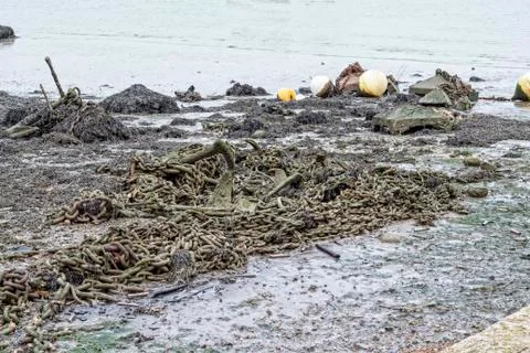 Low tide junk Stock Photos