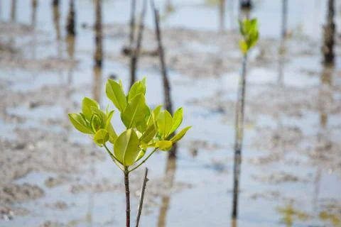 At low tide the mangrove forests. Stock Photos