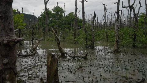 Low tide at a mangrove swamp Stock Footage 318624801
