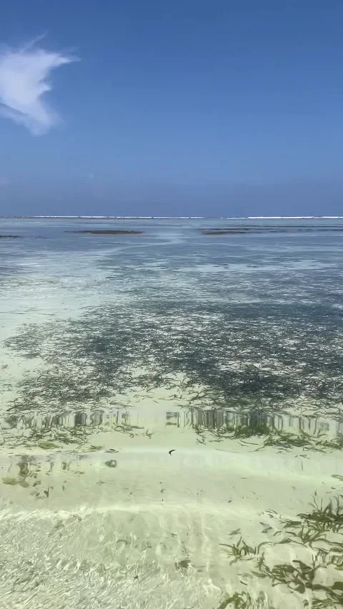 Low tide ocean reef break horizon clear water seagrass Zanzibar HD vertical Stock Footage 342148251