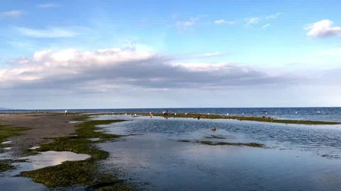 At low tide, people collect algae and mollusks and arthropods, crabs run to the Stock Footage 241582003