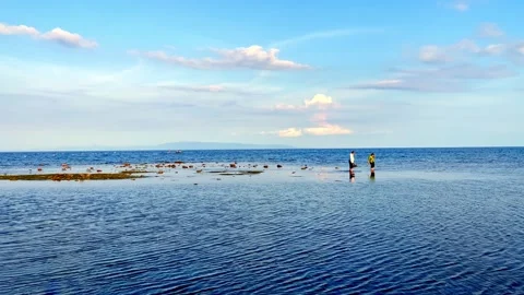 At low tide, people collect algae and mollusks and arthropods, crabs run to the Stock Footage 241582087