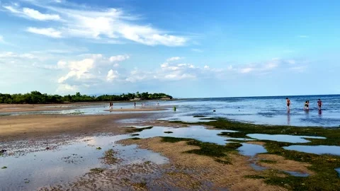 At low tide, people collect algae and mollusks and arthropods, crabs run to the Stock Footage 241582148