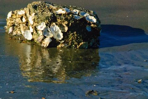 Low Tide Stock Photos