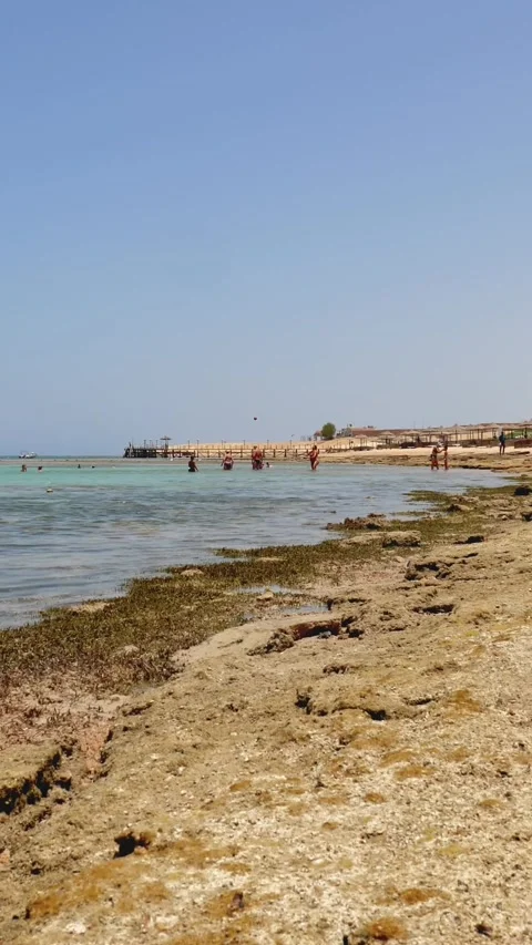 Low tide. red sea beach at low tide. algae and dead reef are visible. Stock Footage 318463857
