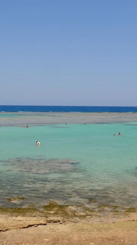 Low tide. red sea beach at low tide. algae and dead reef are visible. Stock Footage 318463898