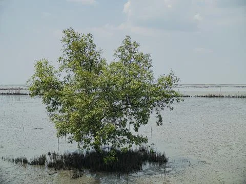 Low tide reveals sturdy mudbased mangrove with expansive roots 스톡 사진