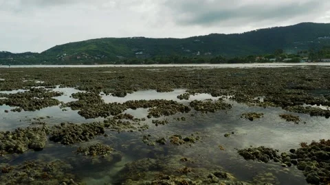 Low Tide Reveals Tropical Intertidal Coral Reef Landscape Vídeos de archivo 337925047
