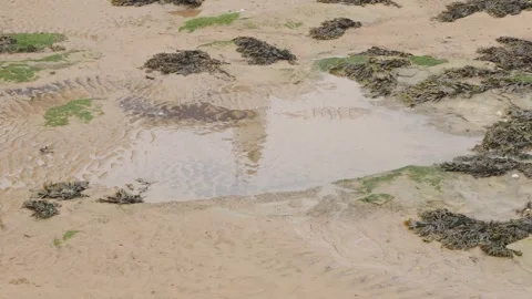Low tide sandy beach scene shallow puddle wet seaweed stock footage Vídeo Stock 310367396