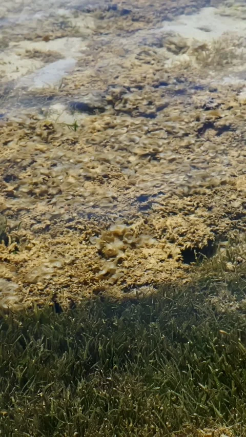 Low tide. sea bottom. dead reef. close-up. a dead reef covered with algae. the Stock Footage 310183440