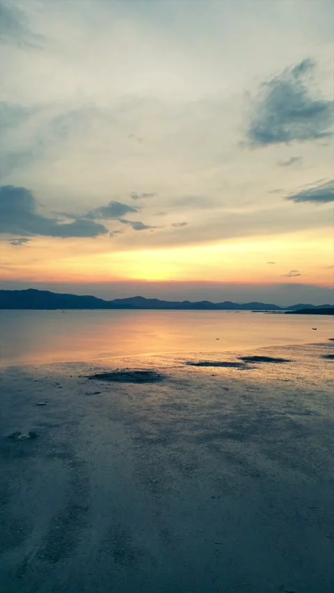 Low tie, high palmtrees Stock Footage 231135153