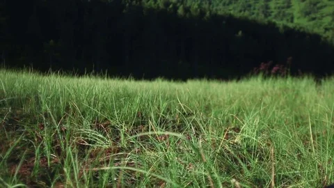 Low tiled close up dolly in of glowing green grass in the morning forest Stock Footage 82630829