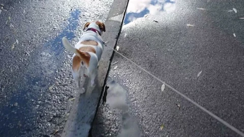 Low tracking camera shows funny little dog, walking on a leash, rear view. Stock Footage 164599159