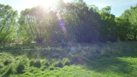 Low tracking of dog walker with lens flare Stock Footage 155469885