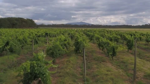 Low tracking drone shot of a vineyard Stock Footage 132428816