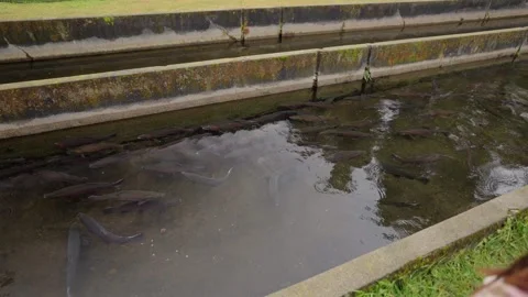 Low tracking pan across rainbow trout raceway aquaculture system Stock Footage 341551352