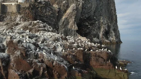 Low tracking shot of gannets and seagulls on Bass Rock, North Berwick, Scotland Stock Footage 306983199