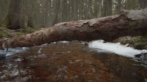 Low tracking shot over bubbling stream in national park in Finland Stock Footage 146278122