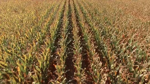 Low tracking shot over corn then pan up to farm Stock Footage 77681794