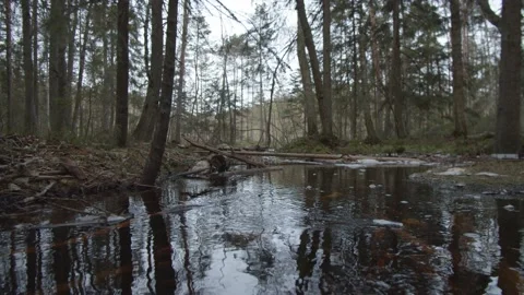 Low tracking shot over stream in national park in Finland Stock Footage 146277954