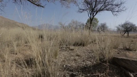 Low tracking shot through Grass towards a dead tree Stock Footage 75212303