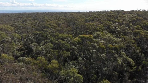 Low tree top canopy forest fly over Australia aerial footage Stock Footage 91949988