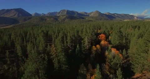 Low Trees Forest Stock Footage 71812148