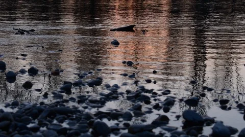 Low vantage loop real time shot of the spring sunset on a river Stock Footage 128464532