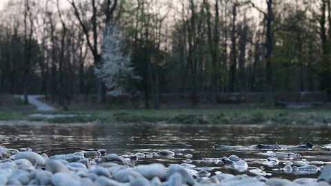 Low vantage of the spring sunset on a rippling river, with flying insects Stock Footage 128532419