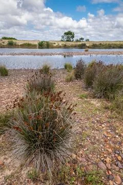 Low vegetation and trees next to a stream under a fairly cloudy sky. Portra.. Foto stock