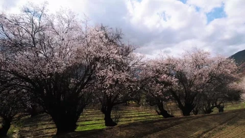 Low view among flowering peach trees in a Nyingchi field Stock Footage 345886882