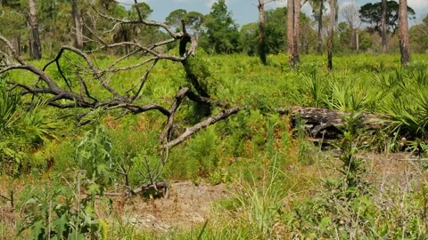 Low view Boyd Hill Nature Preserve Near Lake Maggiore. Large burned tree on its Stock Footage 274690967