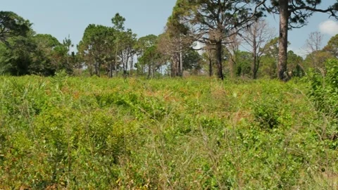 Low view Boyd Hill Nature Preserve Near Lake Maggiore. Green Underbrush Swamp la Stock Footage 274691221