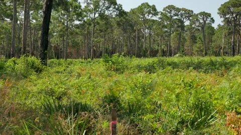 Low view Boyd Hill Nature Preserve Near Lake Maggiore. Green Underbrush Swamp la Stock Footage 274717953