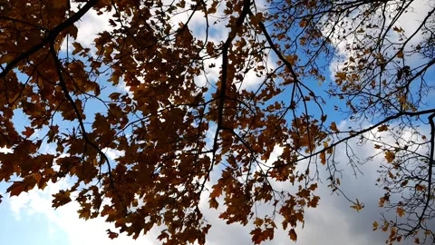 Low view of brown maple leaves on tree branches gently swaying in wind at parkla Stock Footage 339806453