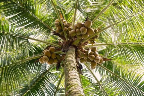 Low view of coconut tree with a sky background Stock Photos
