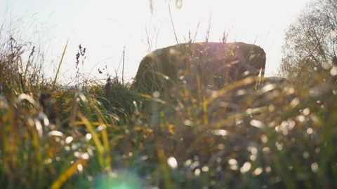 Low view to cows eating fresh green grass at lawn. Cattle grazing on pasture Vidéo 333675274
