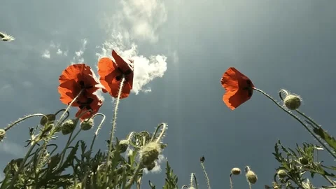 Low view field poppies Stock Footage 282500640