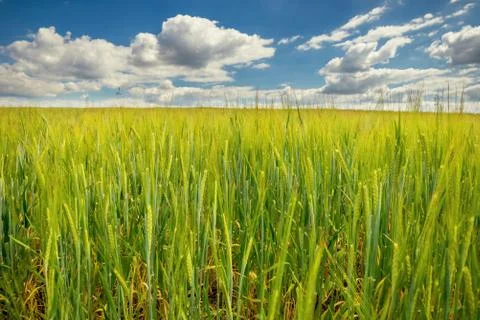 Low view from grain field Stock Photos
