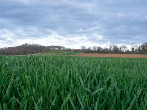 Low view on grass fields in the country side Stock Photos
