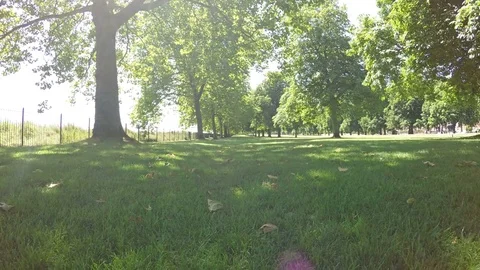 Low view of the Great Park in Windsor, England Stock Footage 79508118