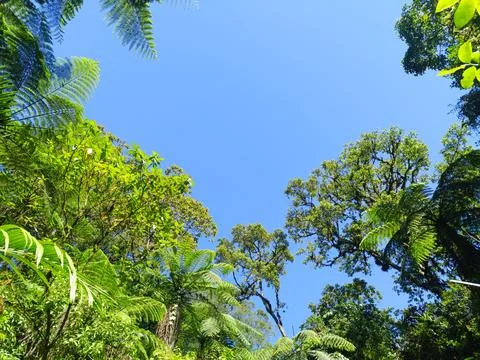 A low view of the green rainforest canopy against a bright blue sky. Stock Photos